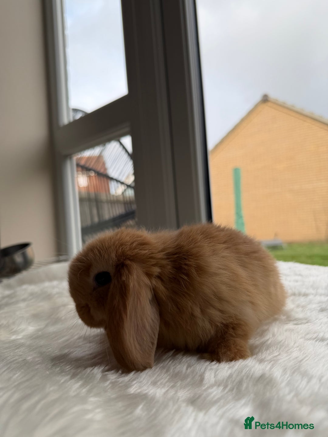 Mini Lop rabbits for sale: Mini lop - Advert 6