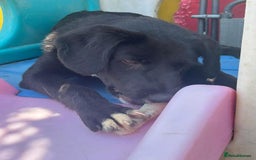 Mixed Breed dogs for adoption: Barney - Norwich norfolk  - Image 25