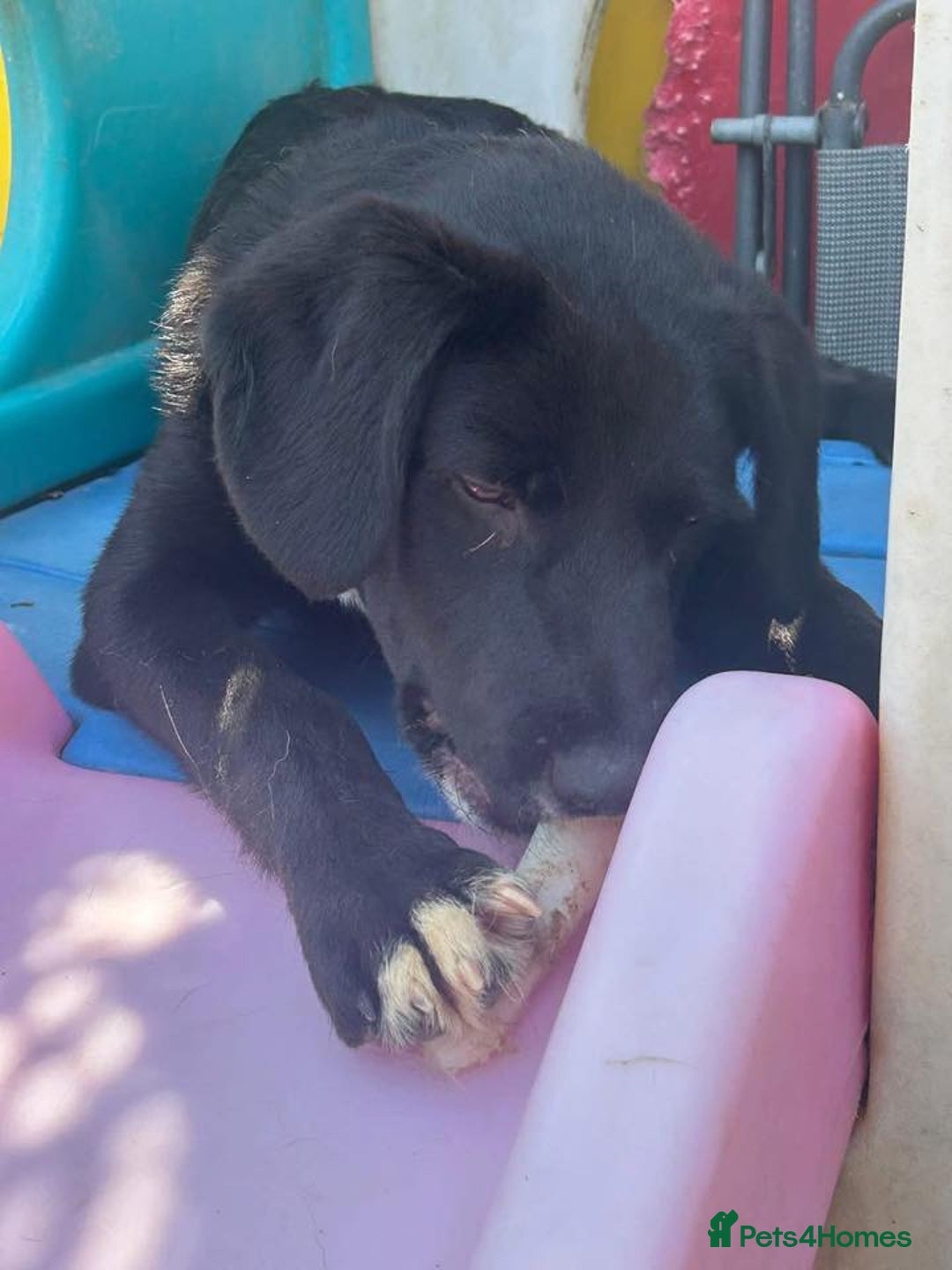 Mixed Breed dogs for adoption: Barney - Norwich norfolk  - Image 25