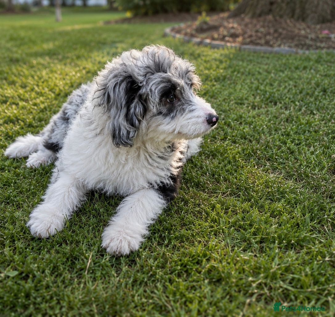 Aussiedoodle dogs 🐾 NOW 2 AVAILABLE  🐾  - Advert 2