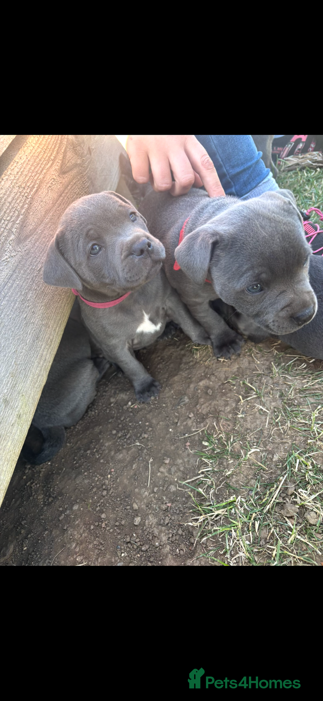 Staffordshire Bull Terrier dogs for stud: Blue Staffy For Stud proven KC  - Advert 7