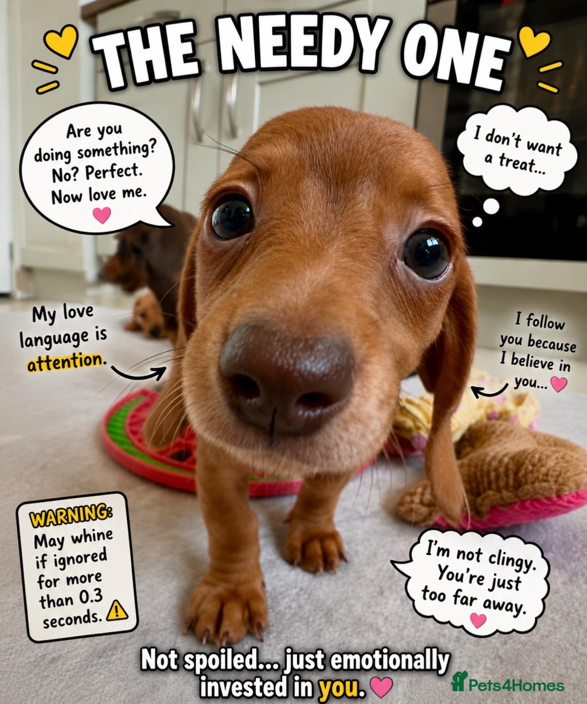 Miniature Dachshund dogs Pra clear mini dachshunds  - Advert 5