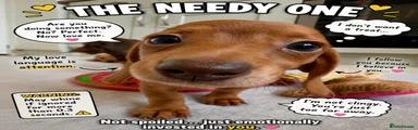 Miniature Dachshund 5
