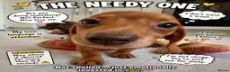 Miniature Dachshund dogs for sale: Pra clear mini dachshunds  - Advert 1