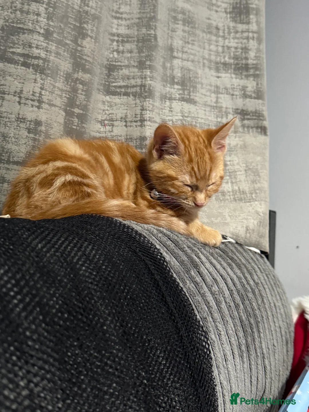 British Shorthair cats for sale: 3 kittens for sale - Advert 12