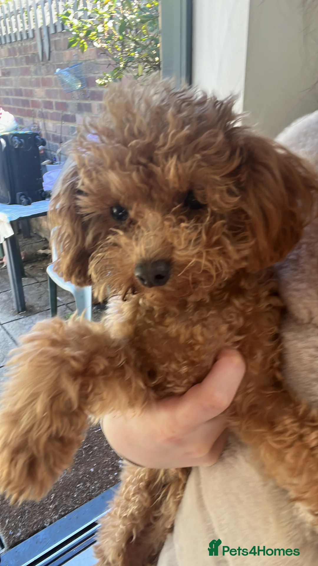 Toy Poodle dogs for sale: Beautiful toy/asian poodle puppies available in London - Advert 2