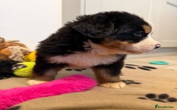 Bernese Mountain Dog dogs for sale: KC Registered BMD Available  - Image 16