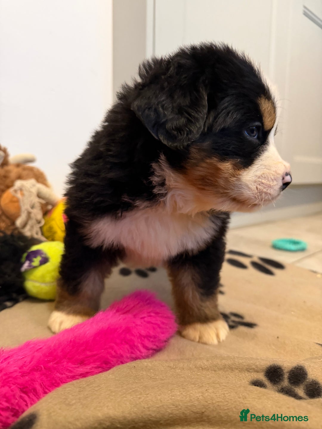 Bernese Mountain Dog dogs for sale: KC Registered BMD Available  - Image 16