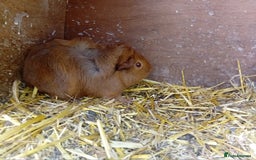 Guinea Pig rodents for sale: Baby guinea pigs  - Image 5