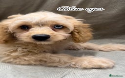 Cavapoo dogs for sale: Beautiful fully DNA tested Cavapoo's  - Image 6