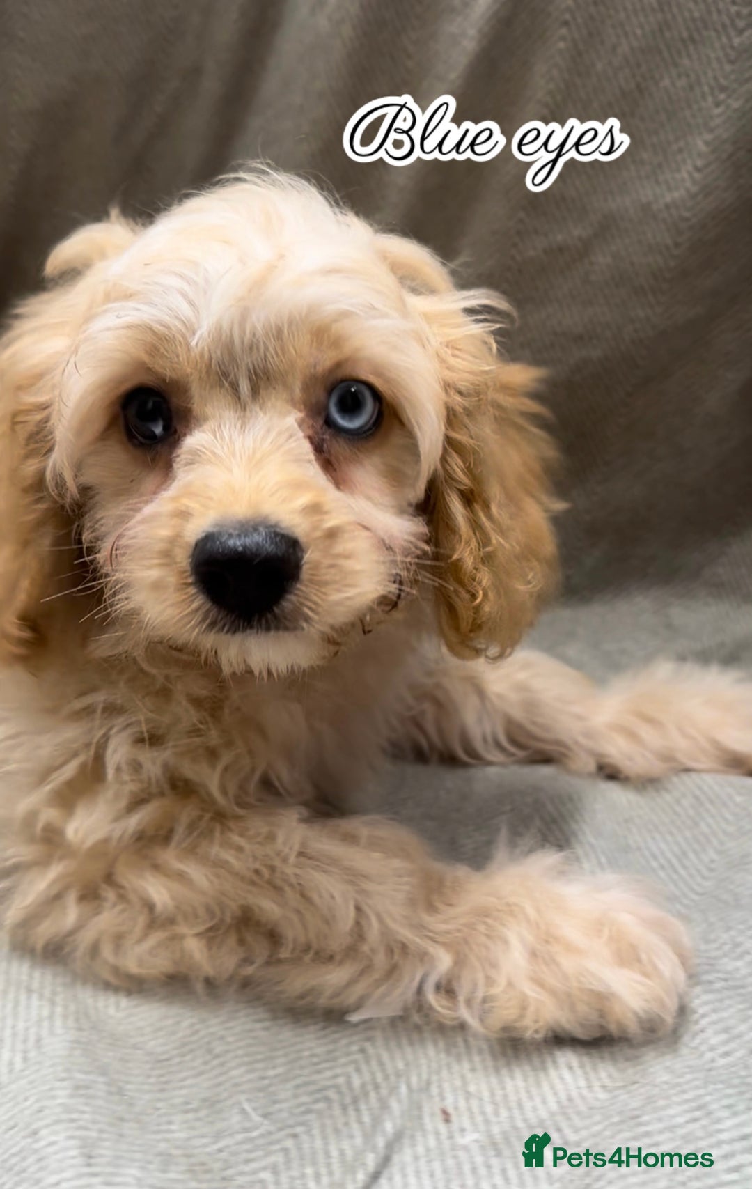 Cavapoo dogs for sale: Beautiful fully DNA tested Cavapoo's  - Image 6