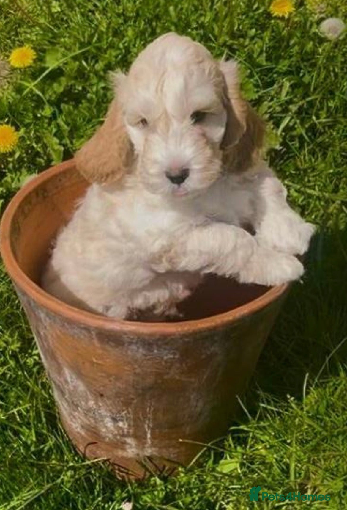 Cockapoo dogs READY NOW 2 Show type F1 Cockapoos  - Advert 1