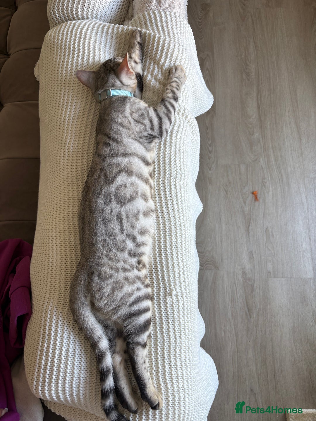 Bengal cats for sale: Loving Home Wanted for Male Bengal – Theo  - Advert 8