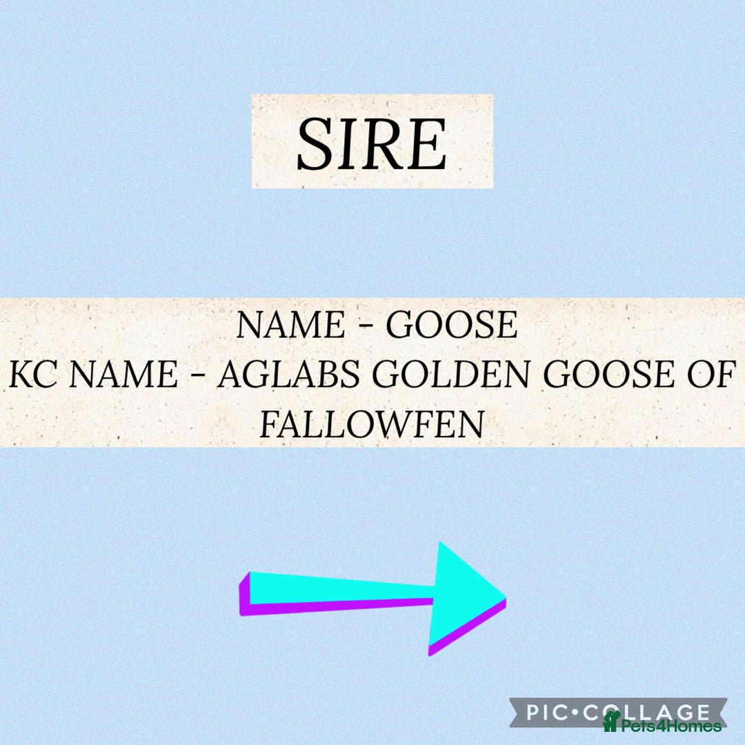 Golden Retriever dogs for sale: Perfect Golden Retriever Puppies - Advert 11