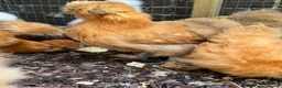 Chickens poultry for sale: Silkie Bantam Pullets For Sale (chickens)  - Advert 5