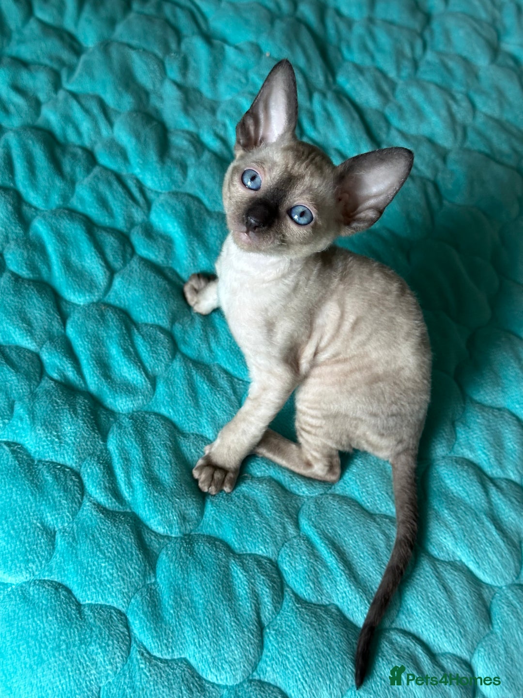 Cornish Rex cats for sale: 🌟 Pure Cornish Rex Kittens Ready for Reservation! - Image 3