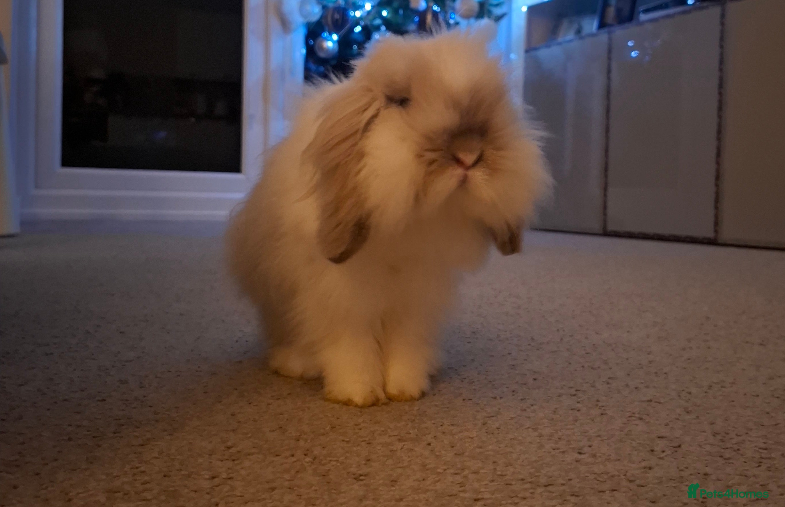 Cashmere Lop rabbits Lovely Jacob , cashmere lop - Advert 1