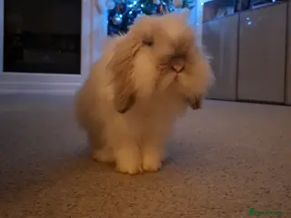 Cashmere Lop rabbits Lovely Jacob , cashmere lop - Advert 1