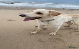 Borador dogs for sale: Bernie - Image 6