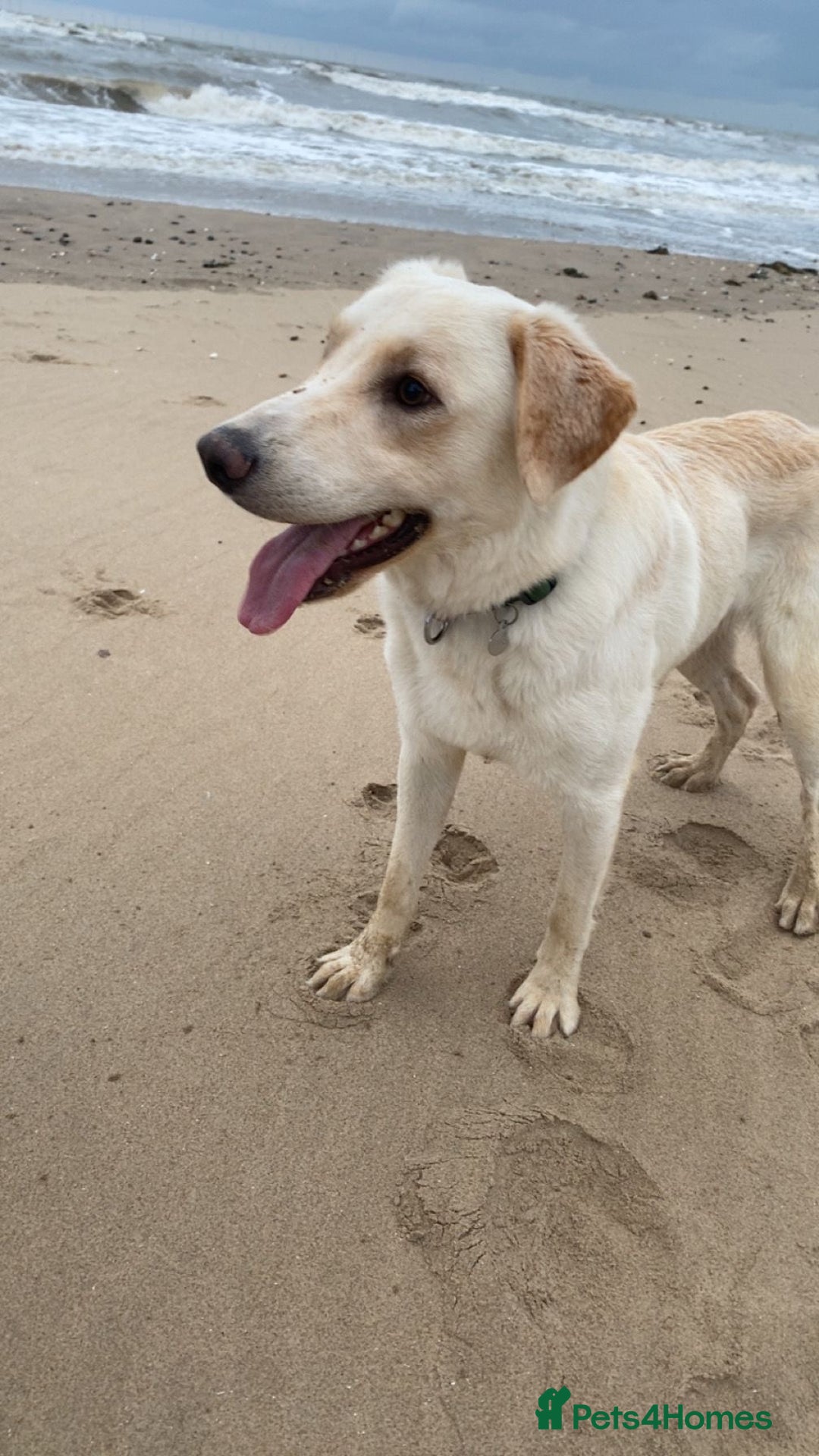 Borador dogs for sale: Bernie - Image 6