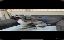 Cavapoo dogs for sale: Health tested cavapoos ready 8th december - Image 15