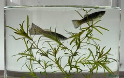 Other/Mixed Breed fish for sale: Mixed guppies 2-3 cm; guppy Fry. Fast delivery - Image 8