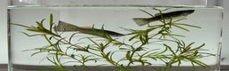 Other/Mixed Breed fish for sale: Mixed guppies 2-3 cm; guppy Fry. Fast delivery - Advert 8