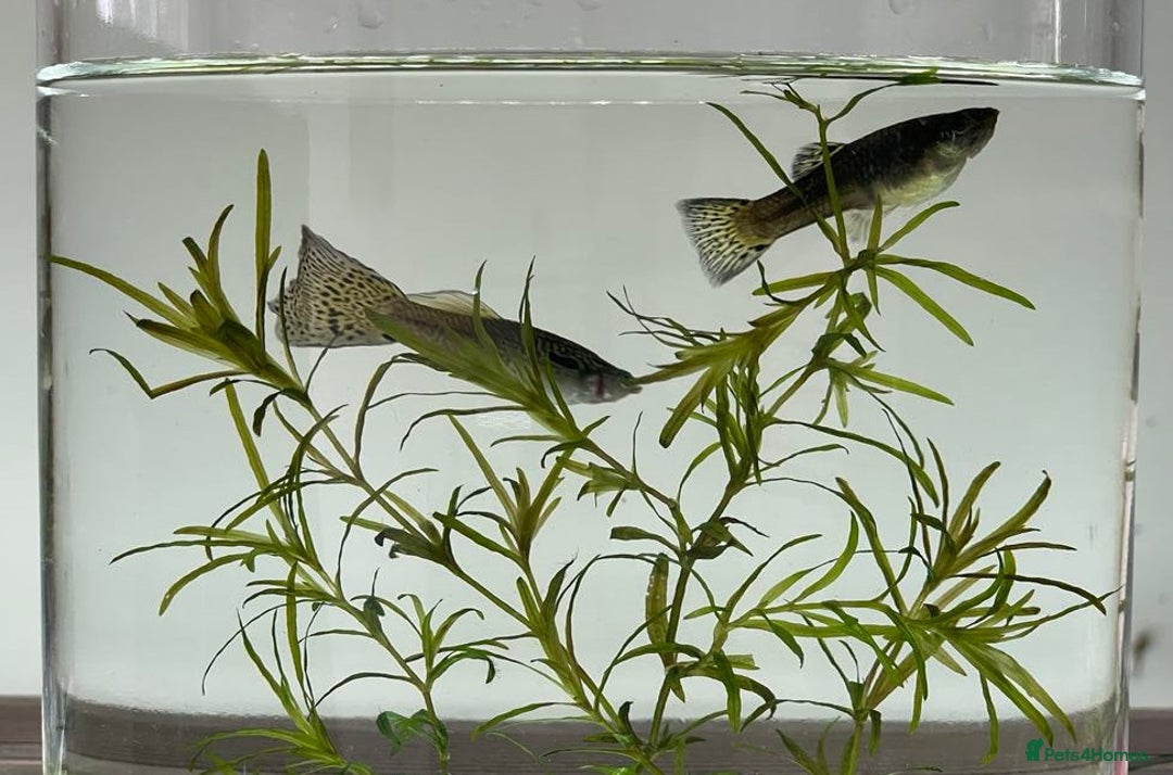 Other/Mixed Breed fish for sale: Mixed guppies 2-3 cm; guppy Fry. Fast delivery - Image 8