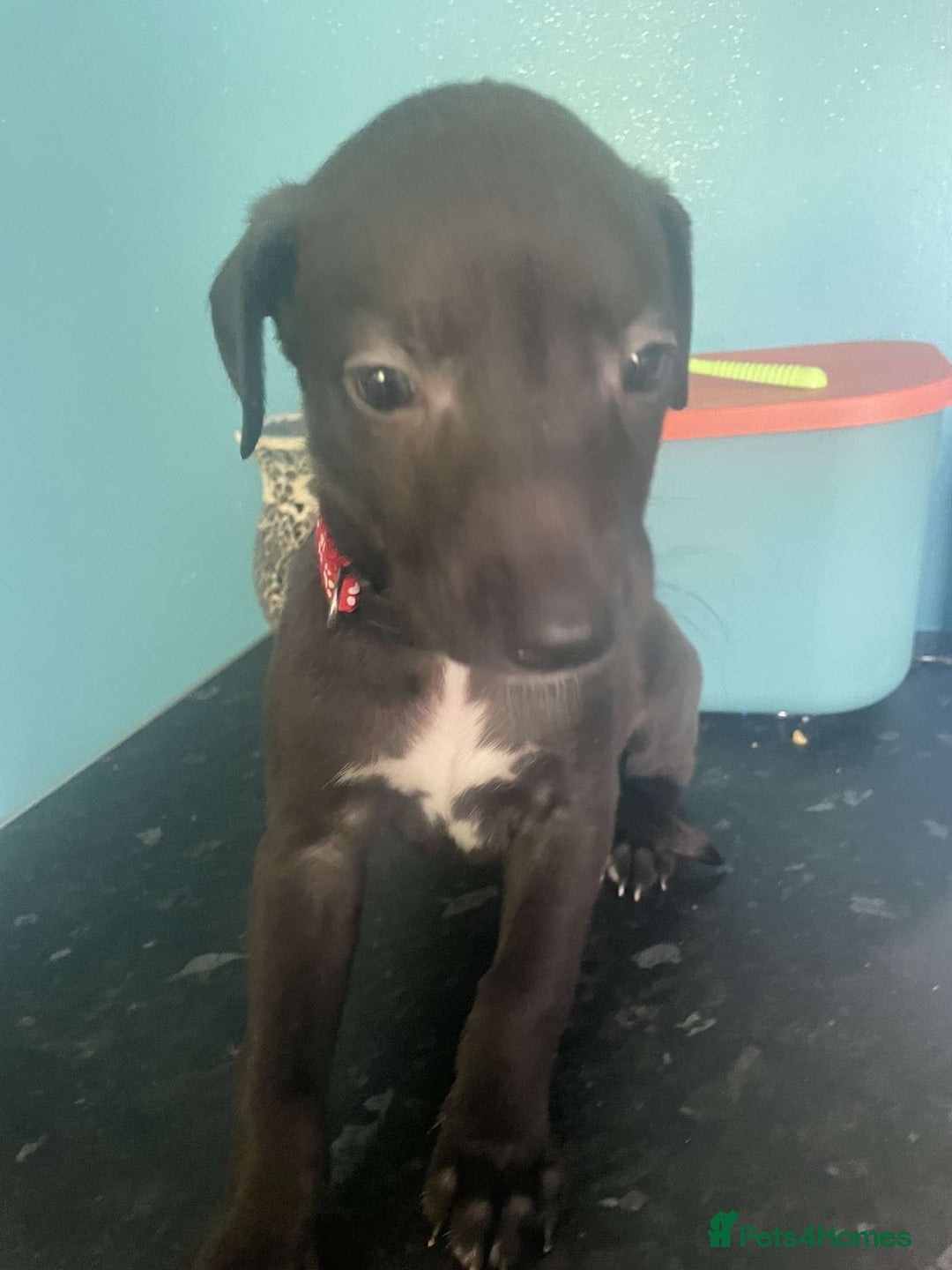 Mixed Breed dogs for sale: Apricot lurcher/kc blue whippet - Image 2