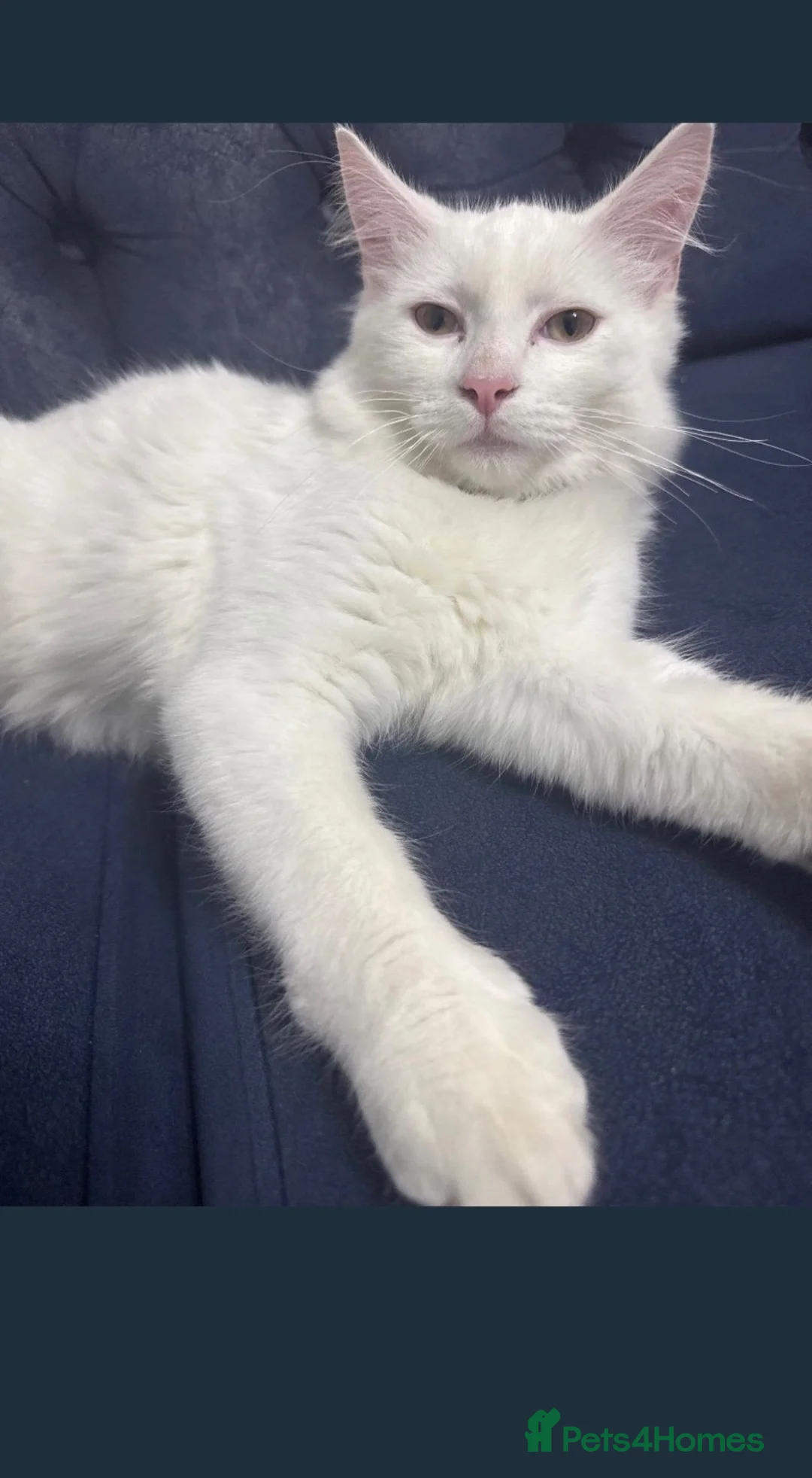 Turkish Angora cats for sale: kitten in Fleet - Advert 2