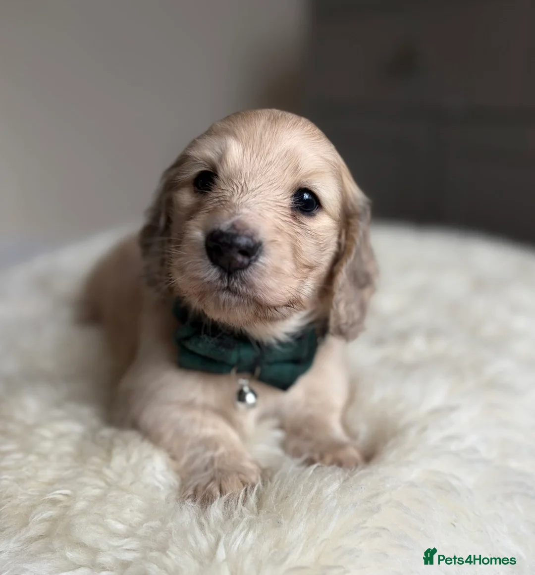 Miniature Dachshund dogs for sale: Miniature long haired cream boys  - Advert 2