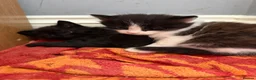 Mixed Breed cats for sale: 4 beautiful black and white kittens  - Advert 2