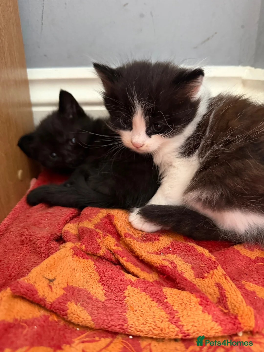 Mixed Breed cats for sale: 4 beautiful black and white kittens  - Advert 2
