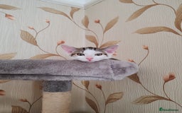 Domestic Shorthair cats for sale: 5 month old female kittens for sale  - Image 2