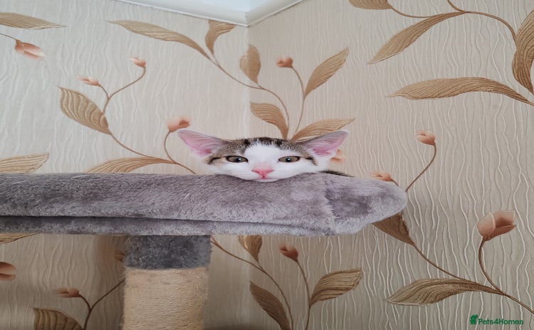 Domestic Shorthair cats - Advert 8