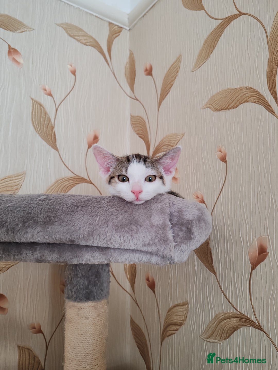 Domestic Shorthair cats for sale: 5 month old female kittens for sale  - Image 2