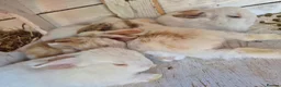 Mixed Breed rabbits for sale: 7 lovely mixed breed rabbits  - Advert 9