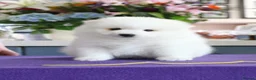 Japanese Spitz dogs for sale: Adorable Japanese Spitz male puppie - Advert 6