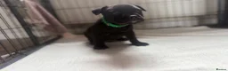 Staffordshire Bull Terrier dogs for sale: Ready to leave 23rd, staffy puppys(great quality)  - Advert 13