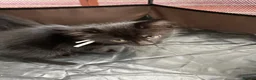 Domestic Shorthair cats for sale: Gorgeous black kittens  in Hayling Island - Advert 3