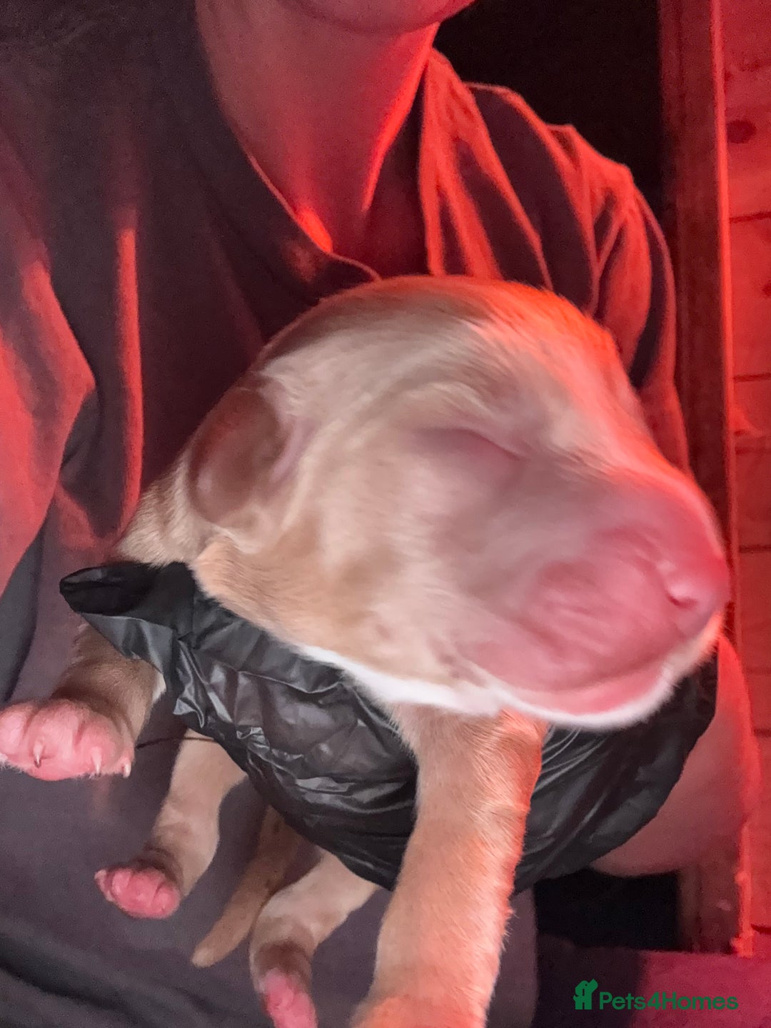 Cocker Spaniel dogs for sale: 🐶🤎True Working Cocker Spaniels🐶🤎 - Image 8