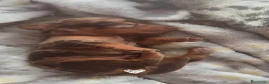 Miniature Dachshund 2