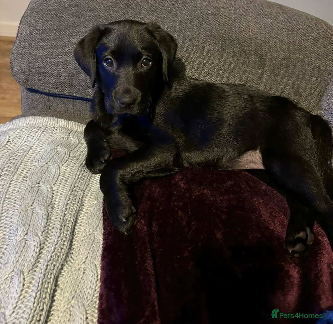 Labrador Retriever dogs for sale: Female Lab 12 weeks old in Oswestry - Advert 6