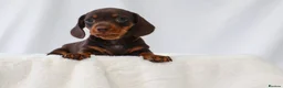 Miniature Dachshund dogs for sale: KC HEALTH TESTED MINIATURE DACHSHUNDS- LICENSED  - Advert 9