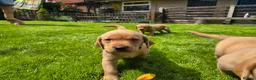 Labrador Retriever dogs for sale: Lovely Chunky Fox Red Labs - Advert 17