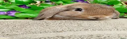 Mini Lop rabbits for sale: Mini lop  - Advert 1