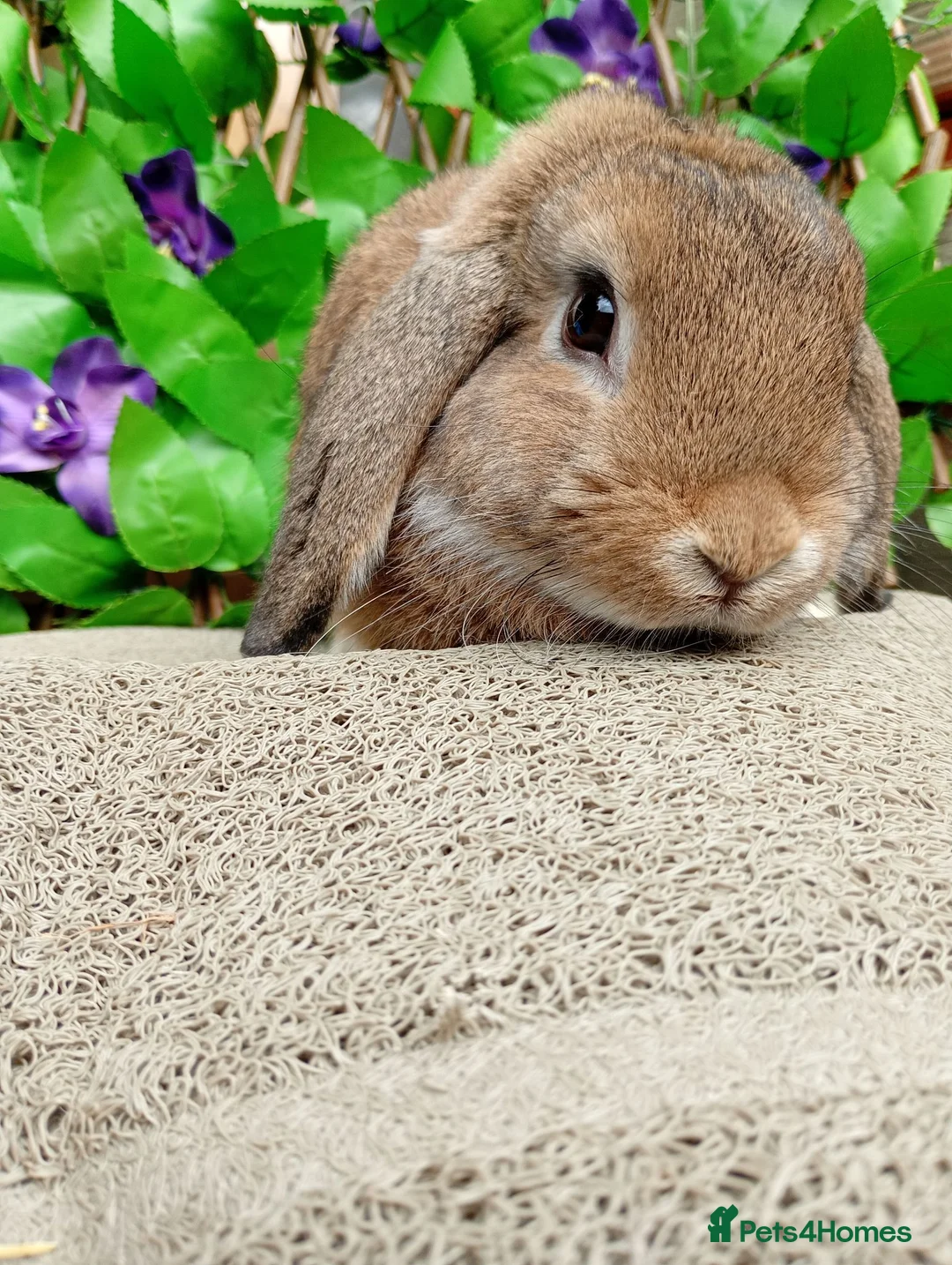 Mini Lop rabbits for sale: Mini lop  - Advert 1
