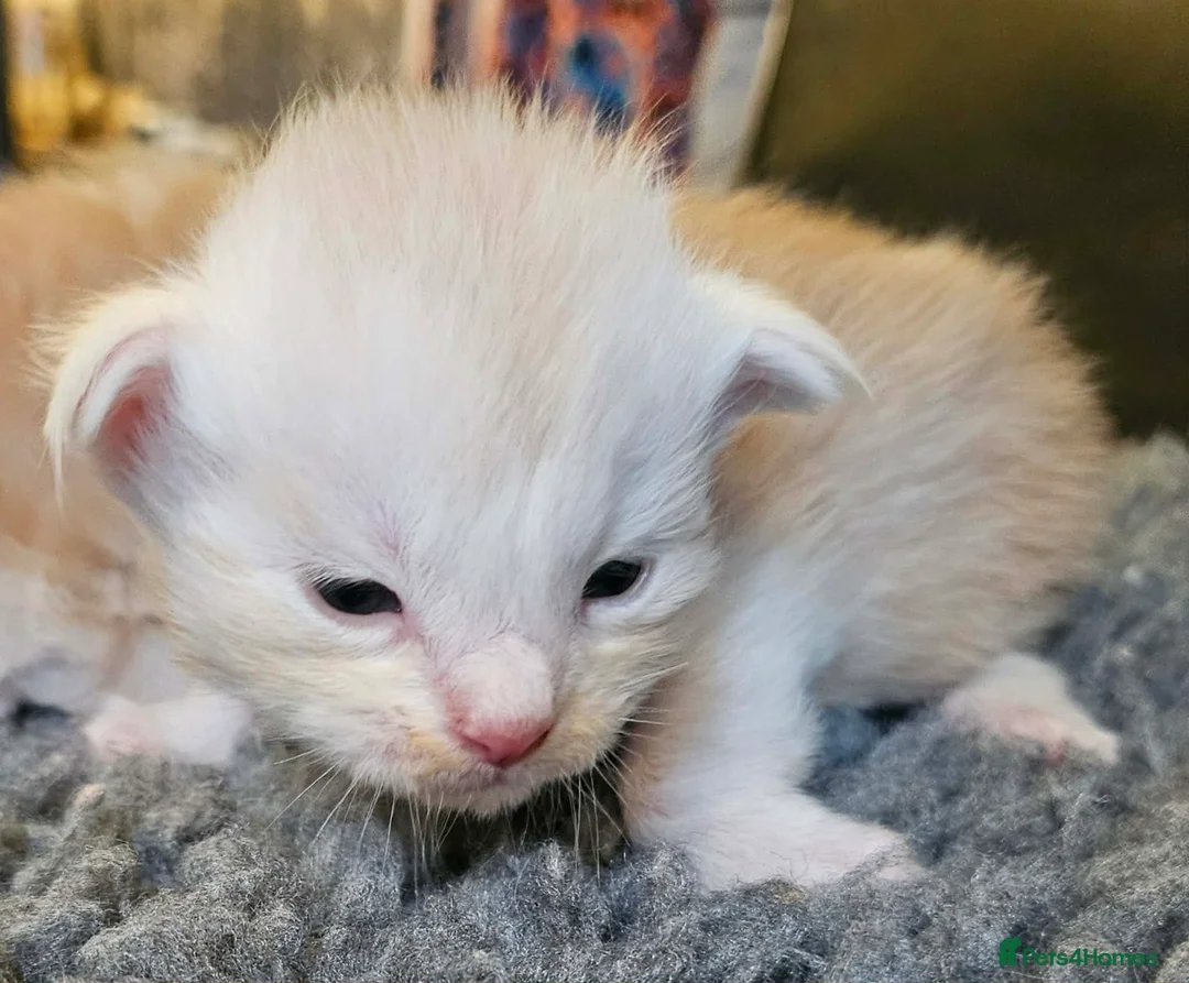 Maine Coon cats for sale: XXL Exceptional Pedigree Kittens Russian line - Advert 39