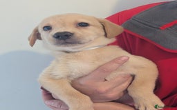 Labrador Retriever dogs for sale: KC Reg many Champion lines Drakeshead in pedigree  - Image 20