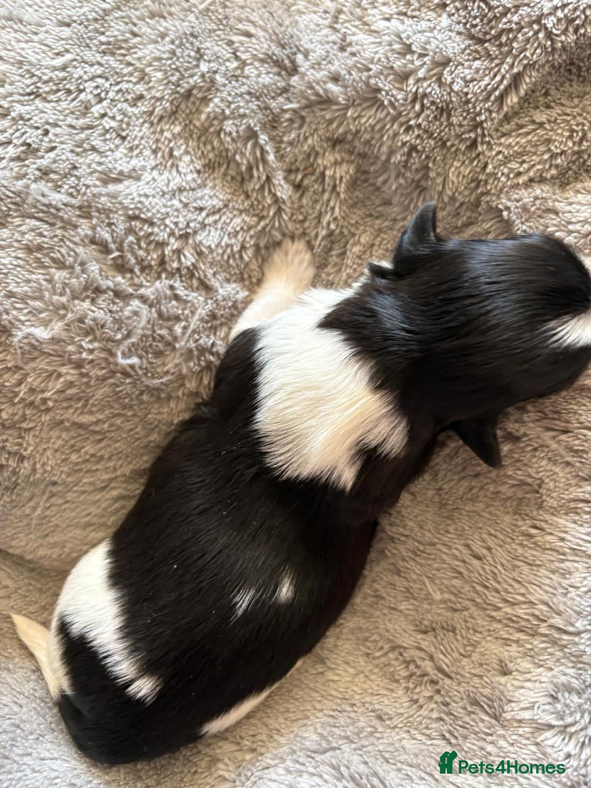 Shih Tzu dogs for sale: Shih Tzu Puppies From Small Imperial-Type Mum - Advert 10